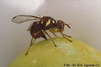 مگس میوه زیتون